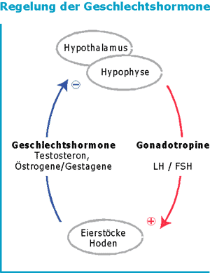 Zu hormone wirkung frau mann Hormonmangel